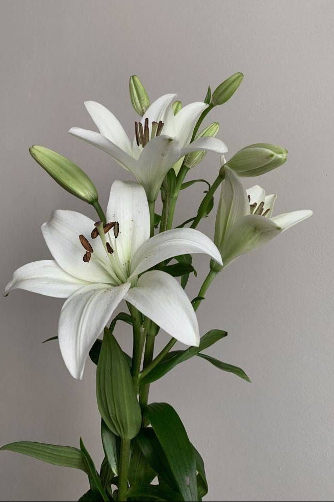 Lilly