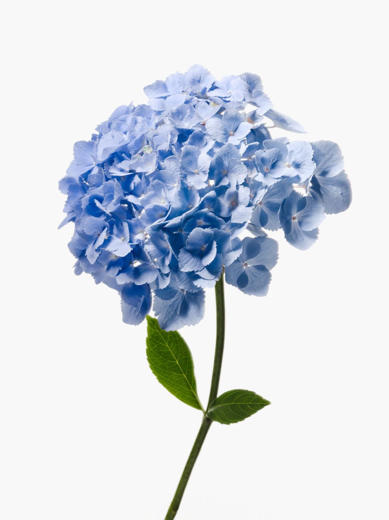 Hydrangea