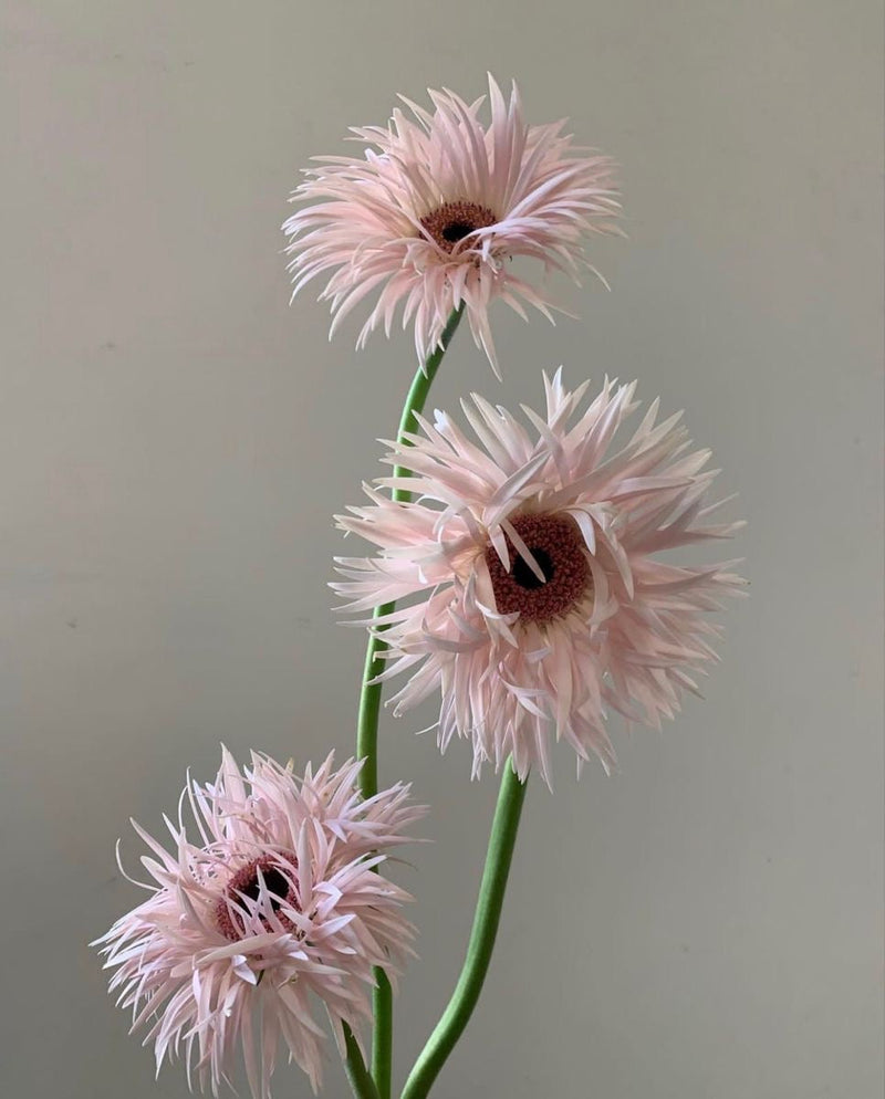Chrysanthemum