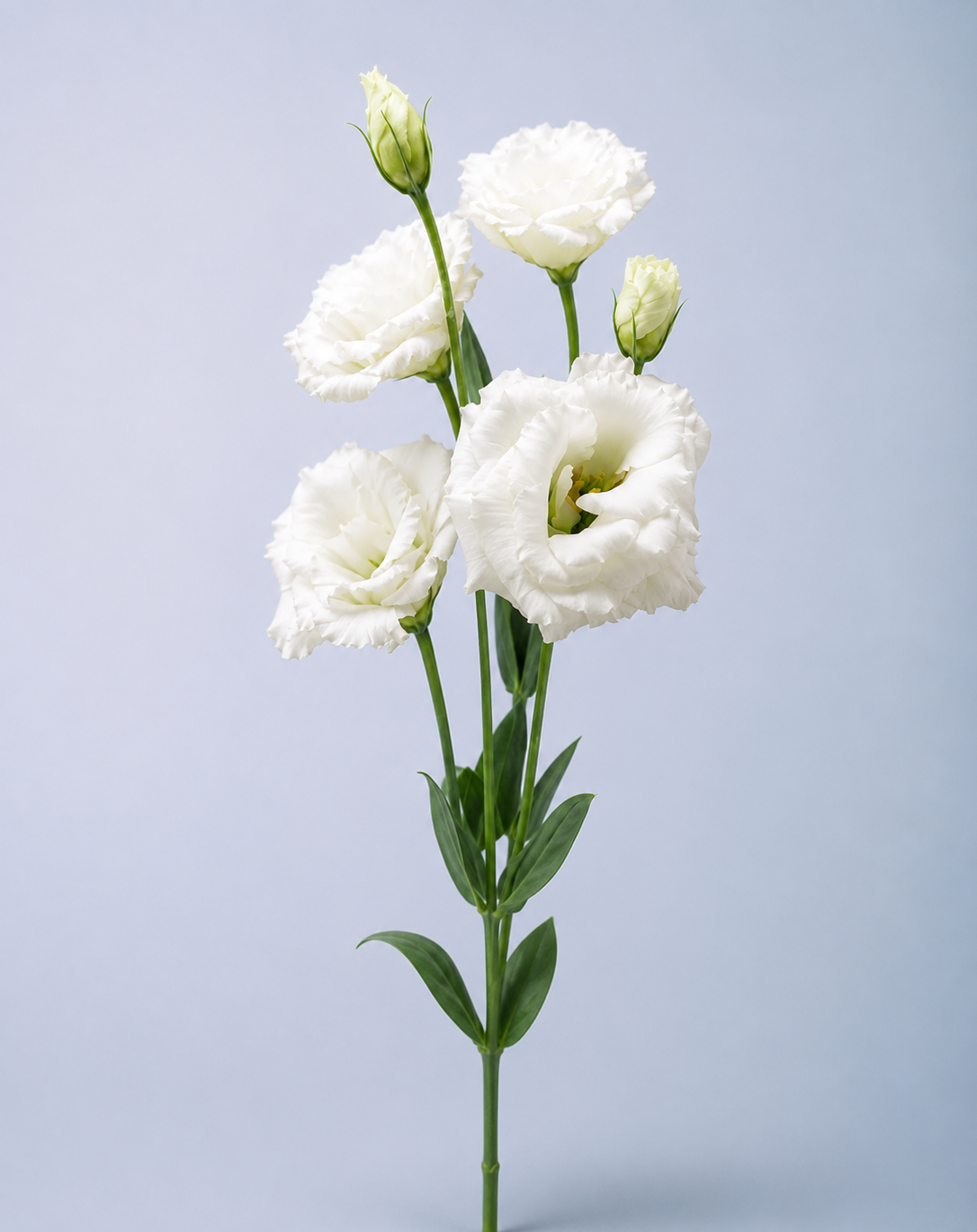 Lisianthus