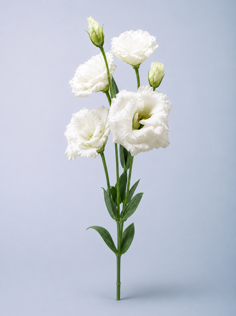 Lisianthus