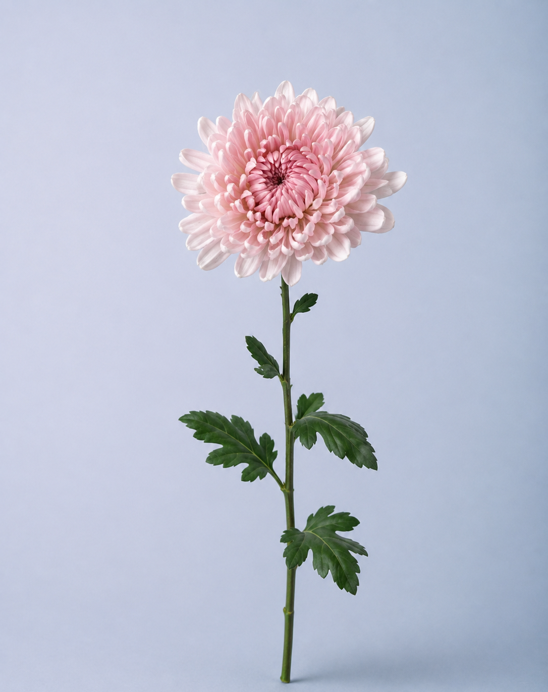 Chrysanthemum