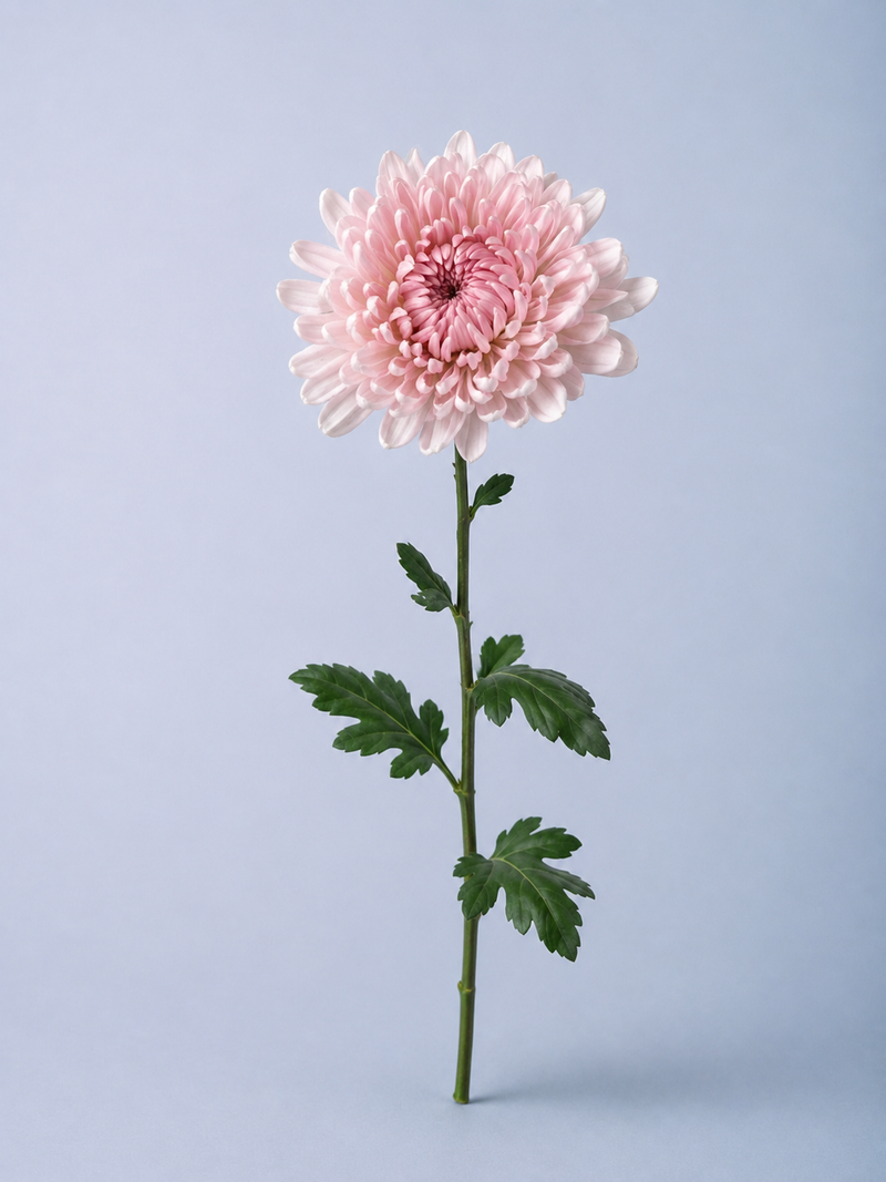 Chrysanthemum