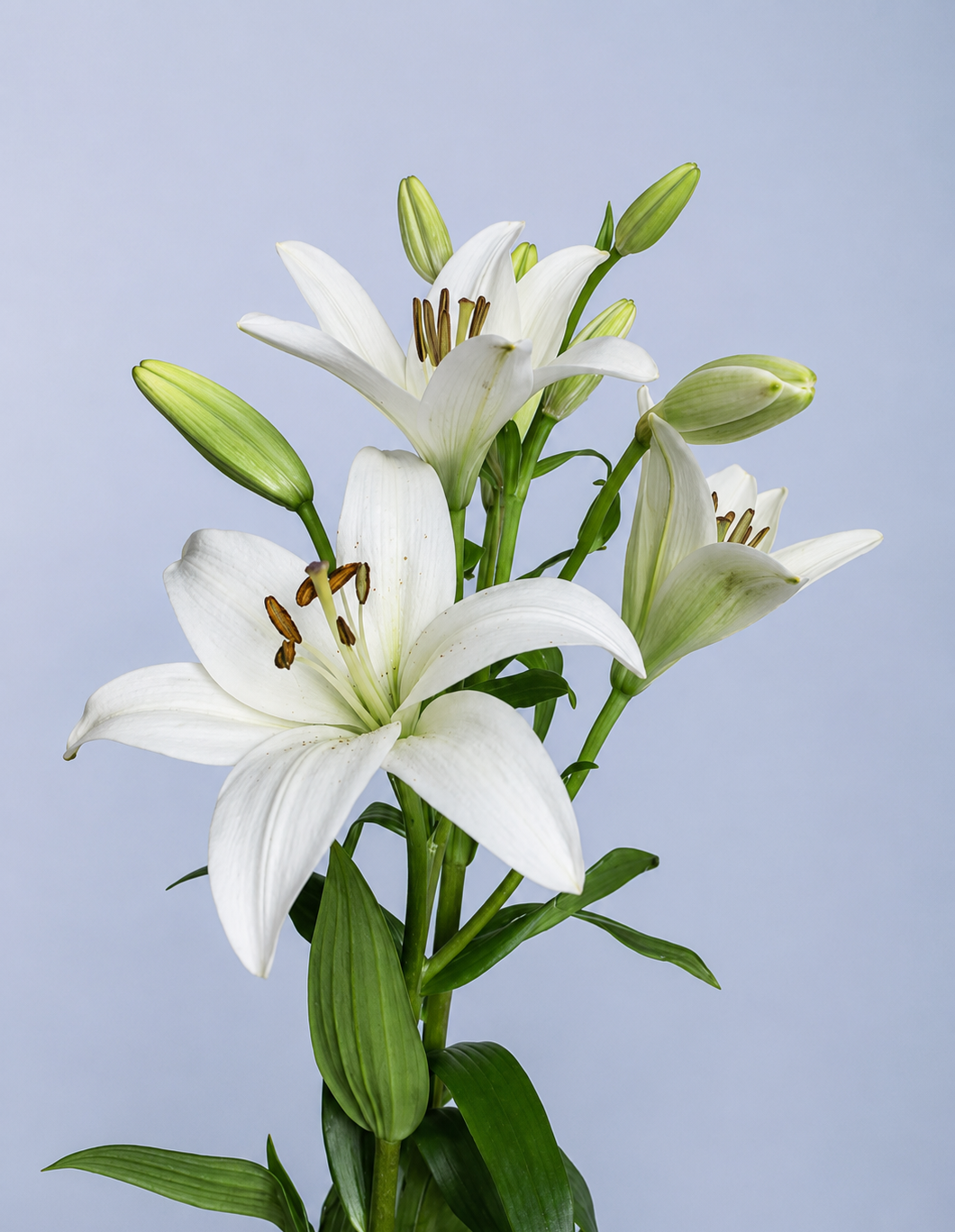 Lilly