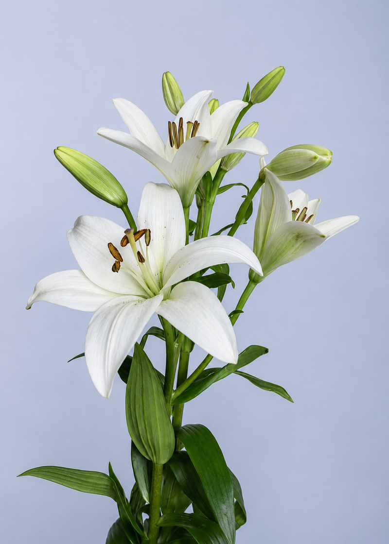 Lilly