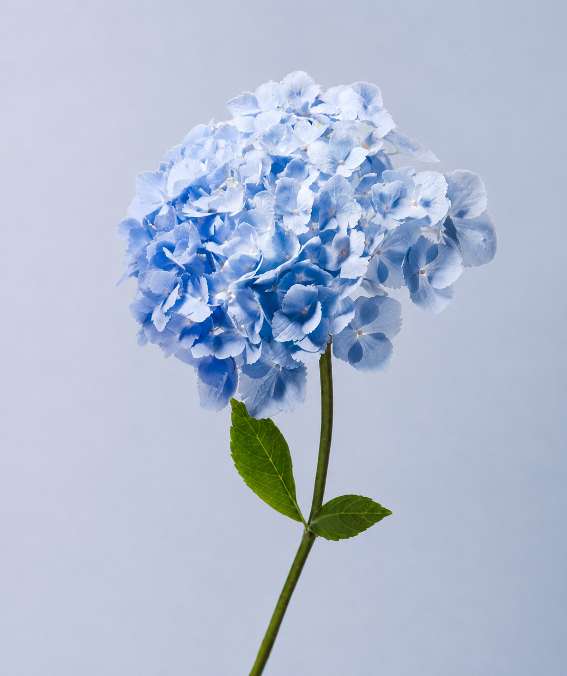 Hydrangea