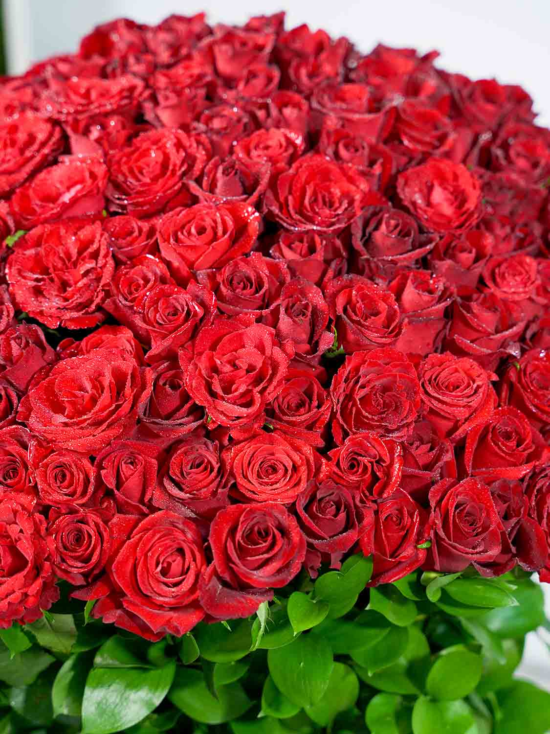 Grand Scarlet Rose Dome