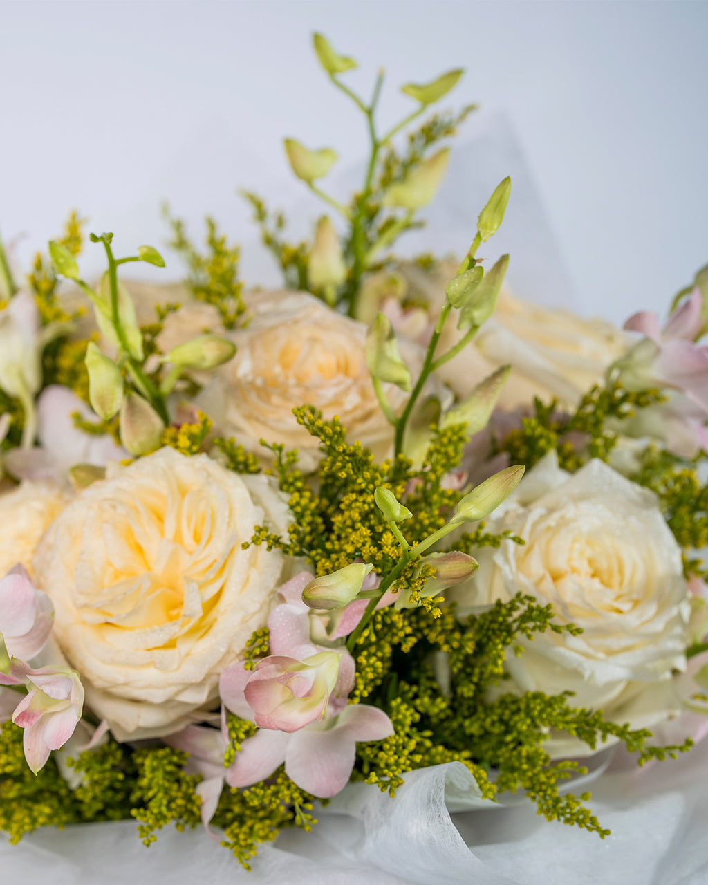 White orchid elegance