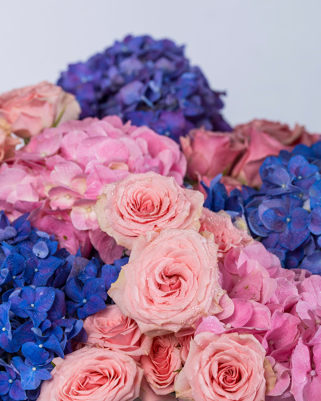 Celestial Hydrangea