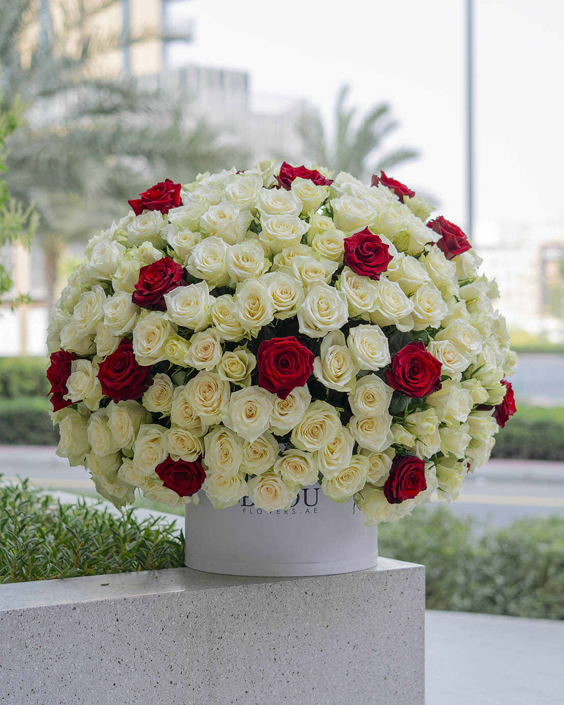 Amore red-white roses arranged in an extra-large drum box