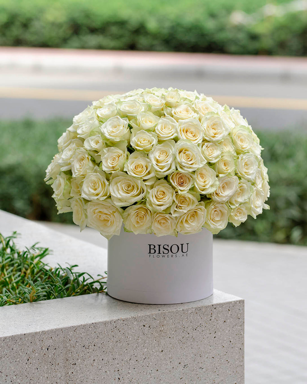 Amore large white Roses