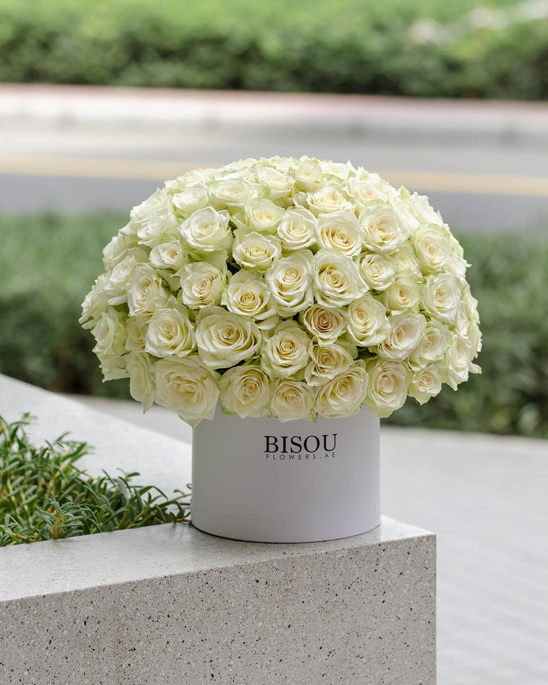 Amore large white Roses