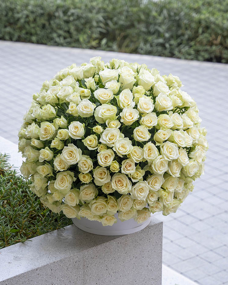 Amore XXL roses arranged in a large drum box