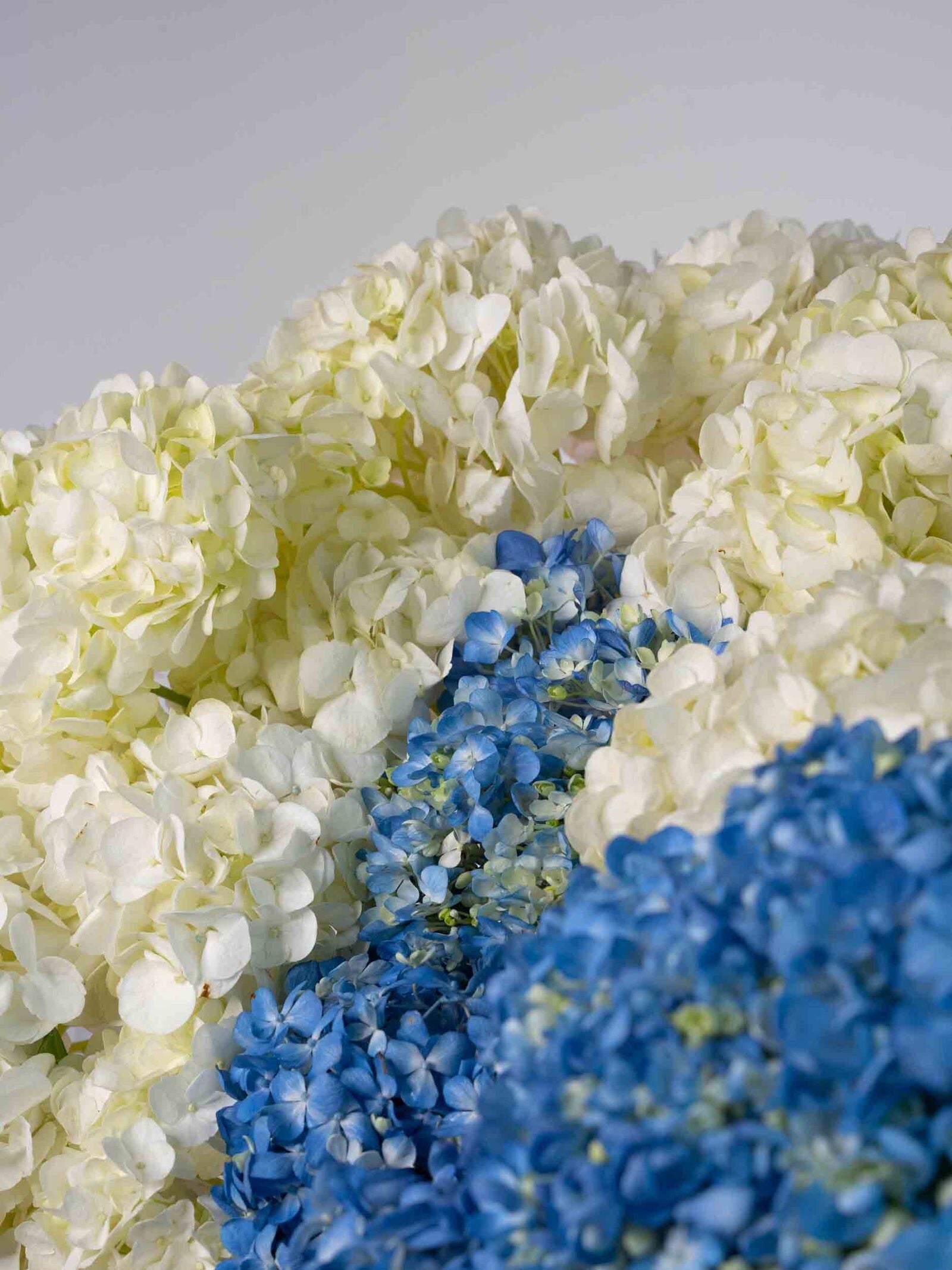 Radiant Bliss flowers