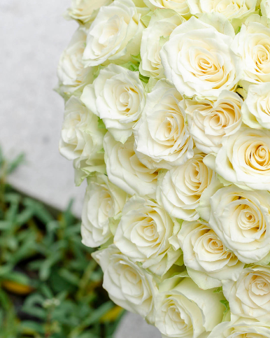 50 white roses bunch