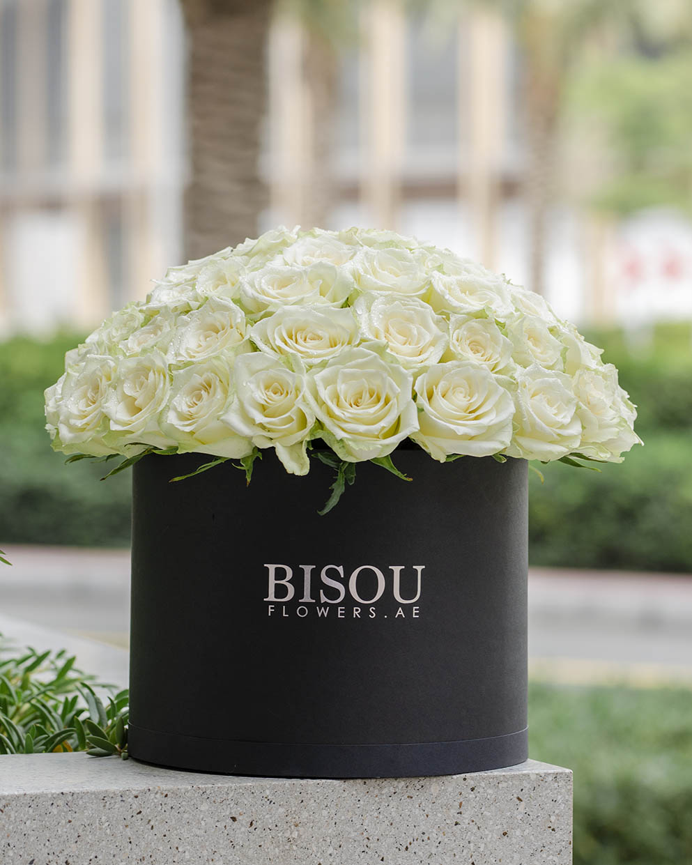 large drum box of white roses arrangement