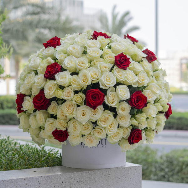 Amore red-white roses arranged in an extra-large drum box