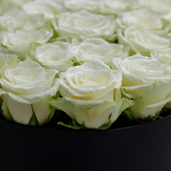 Rough white roses arranged in a drum box