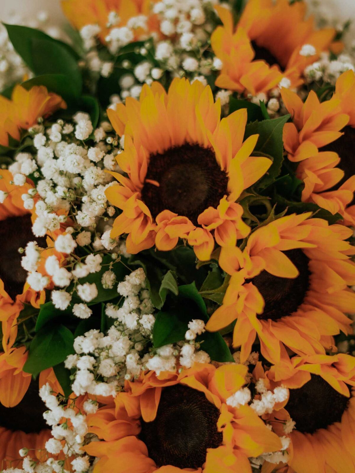 Bouquet of 10 stems of sunflowers with fillers of gypsophila in a nice white wrapping